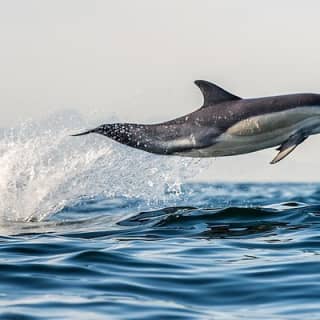 Half Day Dolphin & Wildlife Cruise - Tauranga