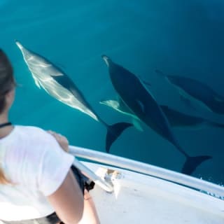 Half Day Dolphin & Wildlife Cruise - Tauranga