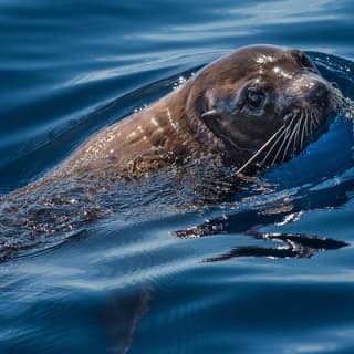 Half Day Dolphin & Wildlife Cruise - Tauranga