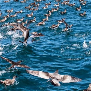 Half Day Dolphin & Wildlife Cruise - Tauranga