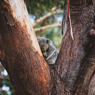 Port Stephens Koala Sanctuary Tickets