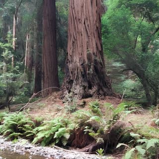 Amazing Muir Woods and Sausalito Tour