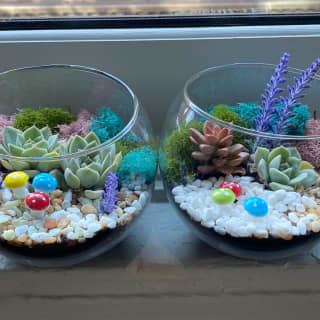 Open Succulent Terrarium