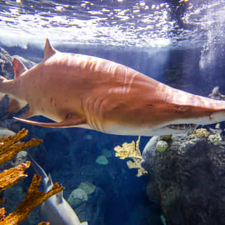 The Florida Aquarium: Skip The Line