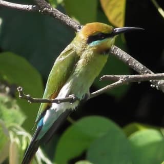 1-Hour Daintree River wildlife cruise