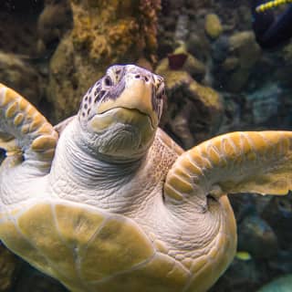 The Florida Aquarium: Skip The Line