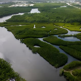 Clear Kayak Tour in North Miami Beach - Mangrove Tunnels