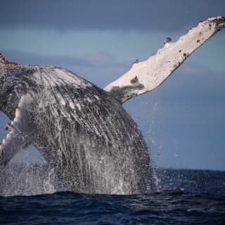 Sydney Harbour: Express Whale Watching Cruise