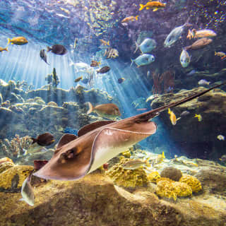 The Florida Aquarium: Skip The Line
