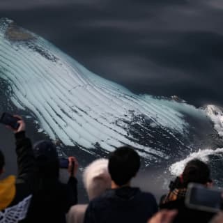 Sydney Harbour: Express Whale Watching Cruise