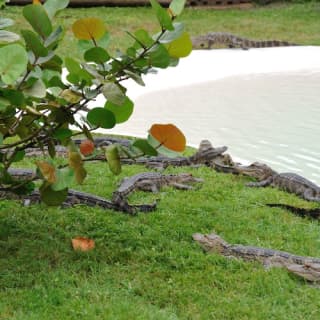 Everglades: 1-Hour Boggy Creek Airboat Tour at Southport Park