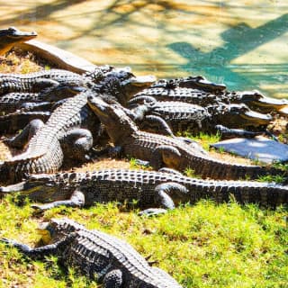 Everglades: 1-Hour Boggy Creek Airboat Tour at Southport Park