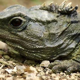 Small Group Daytime 2-Hour Eco Wildlife Tour at Zealandia