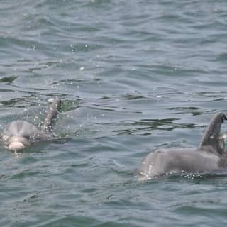 Dolphin-Watching Speedboat Cruise in Destin Harbor