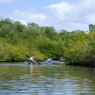 Clear Kayak Tour in North Miami Beach - Mangrove Tunnels