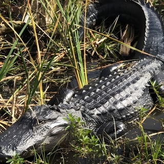  Everglades Airboat Tour near Orlando Florida