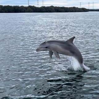 90 Minute Port River Dolphin & Ships Graveyard Cruise