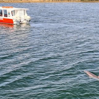 90 Minute Port River Dolphin & Ships Graveyard Cruise