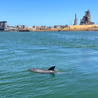 90 Minute Port River Dolphin & Ships Graveyard Cruise