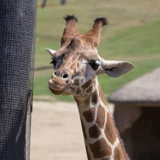 San Diego Zoo Safari Park: Discover the Adventure of a Lifetime