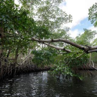 Clear Kayak Tour in North Miami Beach - Mangrove Tunnels