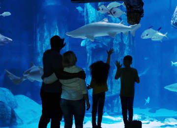 Madame Tussauds, London Eye, Dungeon, SEA LIFE Aquarium & Big Bus 4