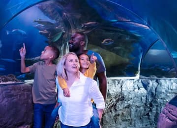 Madame Tussauds & SEA LIFE Aquarium 4