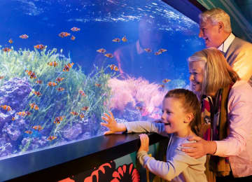 Madame Tussauds, London Eye & SEA LIFE Aquarium 5