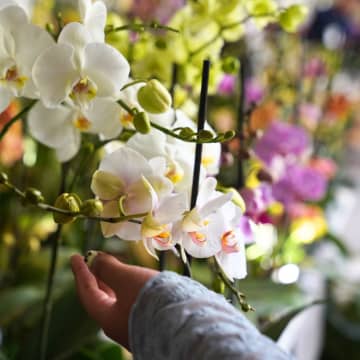 Orquídeas de otoño | Expo-venta 4