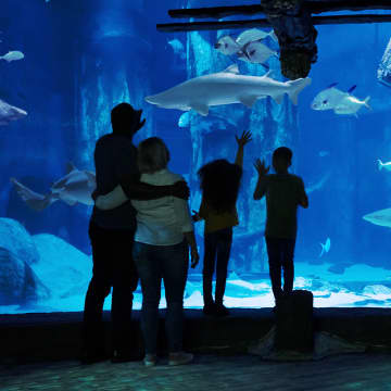 Madame Tussauds, London Eye, SEA LIFE Aquarium, Shrek's Adventure! & Big Bus 4