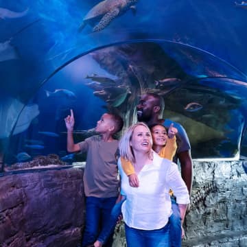 SEA LIFE + Shrek’s Adventure! London 4