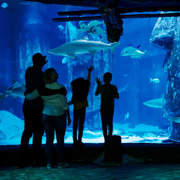 SEA LIFE London Aquarium: School Groups Admission 4
