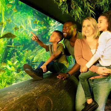 SEA LIFE London Aquarium: School Groups Admission 5
