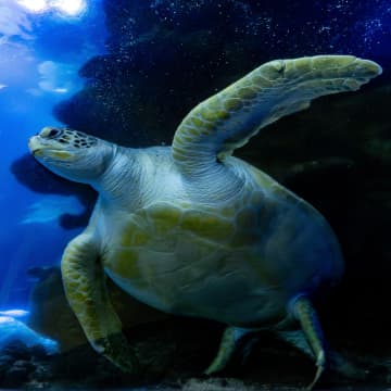 SEA LIFE + Shrek’s Adventure! London 6