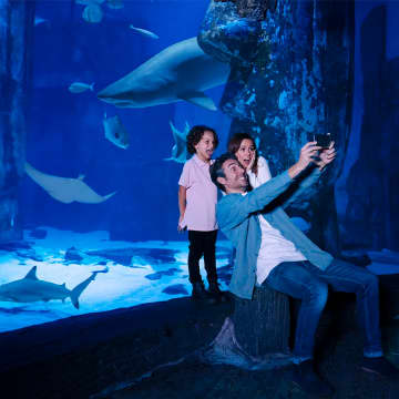 SEA LIFE London Aquarium: Anytime Entry 3