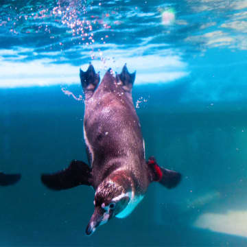 SEA LIFE COEX 首尔水族馆官方门票 2