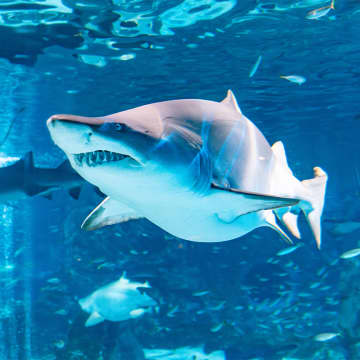 SEA LIFE COEX 首尔水族馆官方门票 4