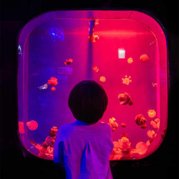 SEA LIFE COEX 首尔水族馆官方门票 5