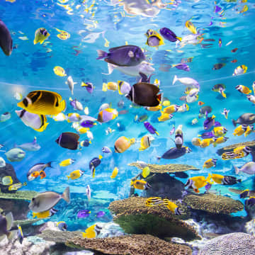 SEA LIFE COEX 首尔水族馆官方门票 8