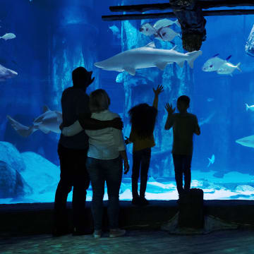 Madame Tussauds, London Eye, Dungeon, SEA LIFE Aquarium & Big Bus 4