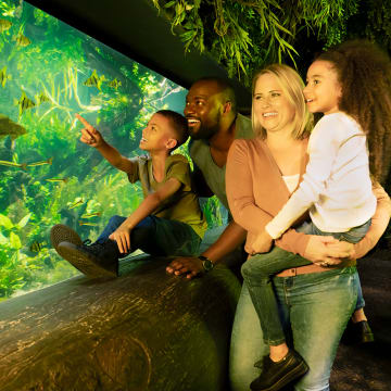 London Eye & Madame Tussauds & SEA LIFE & Shrek's Adventure! & Big Bus 2