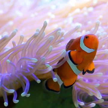 Shrek's Adventure! London + SEA LIFE London Aquarium 4