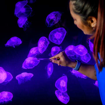 SEA LIFE London Aquarium: Eintritt für Schulgruppen 3