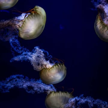 SEA LIFE London Aquarium: Eintritt für Schulgruppen 6