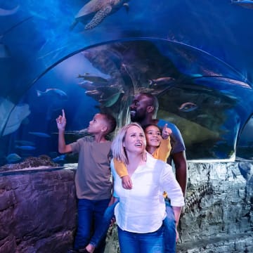 SEA LIFE London Aquarium + London Eye + Madame Tussauds + London Dungeon + Shrek’s Adventure 3