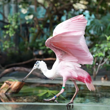 Photo 4 from The Florida Aquarium: Entry Ticket
