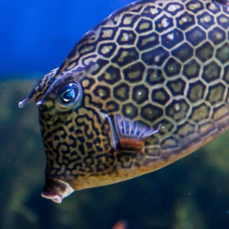 Photo 5 from The Florida Aquarium: Entry Ticket