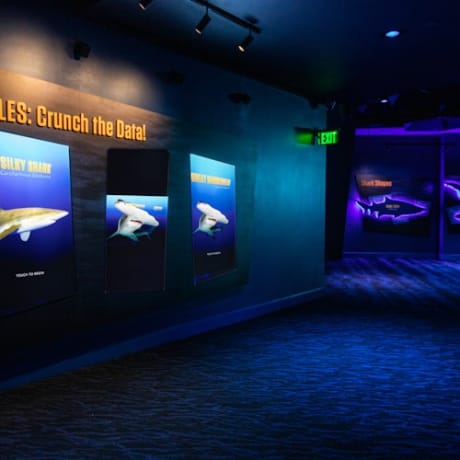 Photo 4 from Georgia Aquarium: Skip The Line Ticket