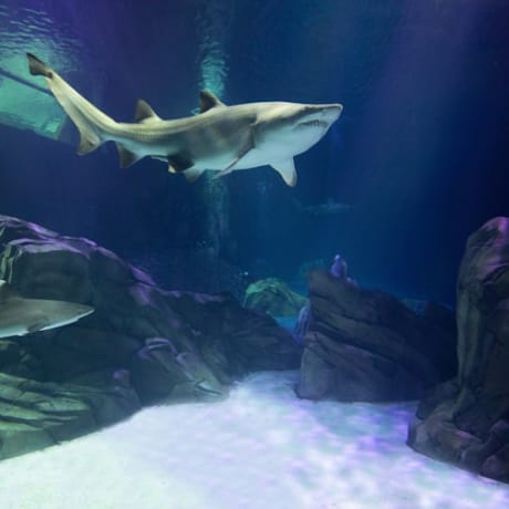 Photo 5 from Georgia Aquarium: Skip The Line Ticket