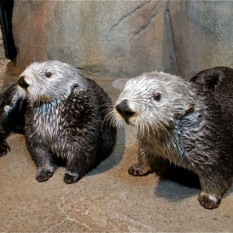 Foto 42 de ﻿Acuario de Georgia: Billete sin cola
